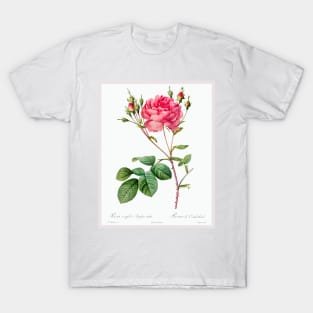 Rosa Centifolia Anglica Rubra (1817–1824) T-Shirt